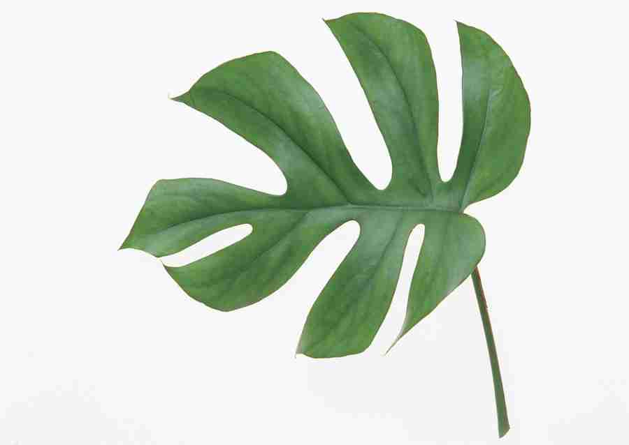 Foliage and Green Leaves - Datacraft Sozaijiten  ></a>
<script language=JavaScript> 
  var txt = 