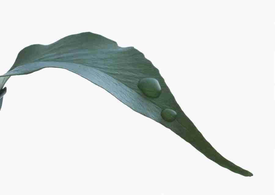 Foliage and Green Leaves - Datacraft Sozaijiten  ></a>
<script language=JavaScript> 
  var txt = 