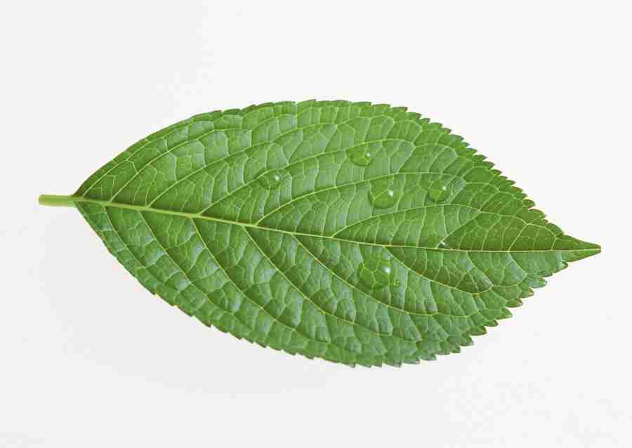 Foliage and Green Leaves - Datacraft Sozaijiten  ></a>
<script language=JavaScript> 
  var txt = 