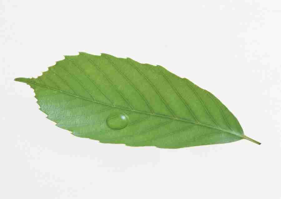 Foliage and Green Leaves - Datacraft Sozaijiten  ></a>
<script language=JavaScript> 
  var txt = 
