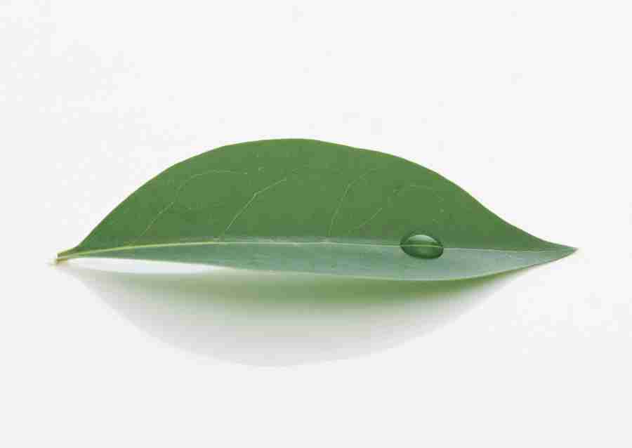 Foliage and Green Leaves - Datacraft Sozaijiten  ></a>
<script language=JavaScript> 
  var txt = 