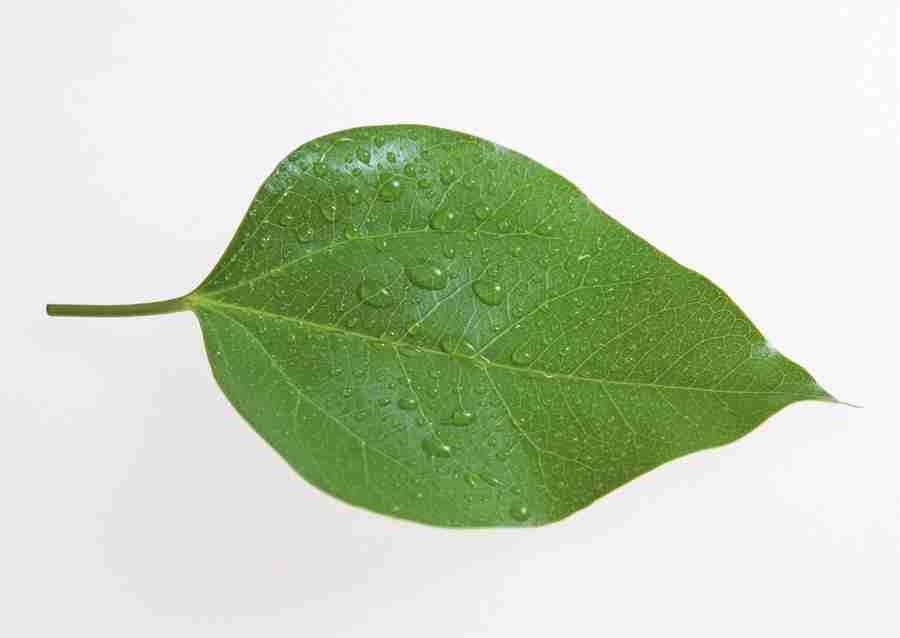 Foliage and Green Leaves - Datacraft Sozaijiten  ></a>
<script language=JavaScript> 
  var txt = 