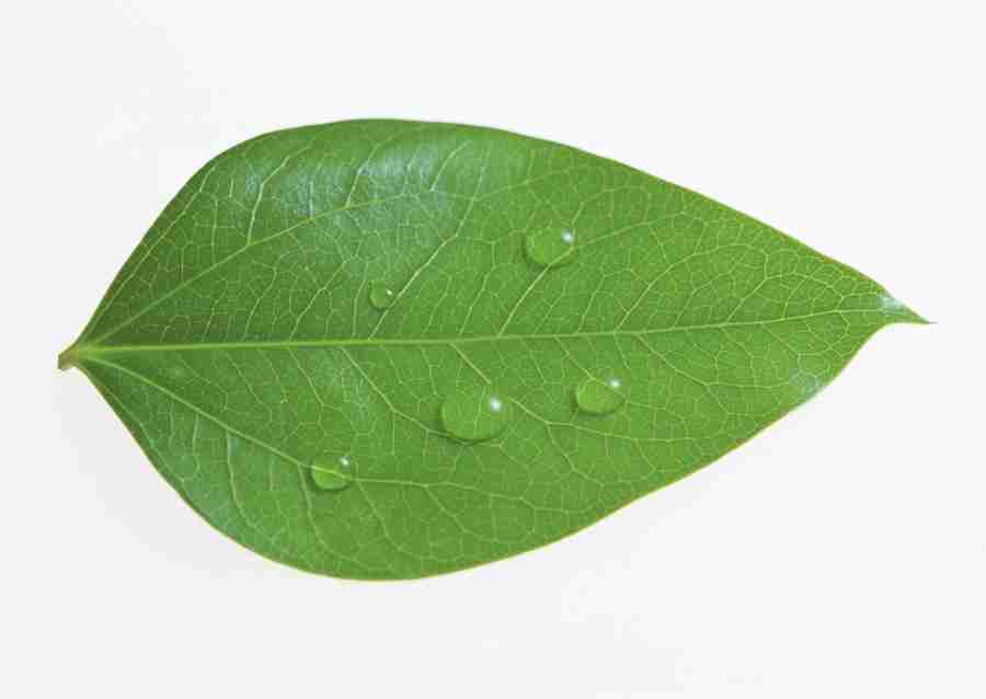 Foliage and Green Leaves - Datacraft Sozaijiten  ></a>
<script language=JavaScript> 
  var txt = 