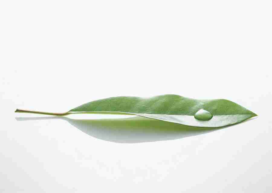 Foliage and Green Leaves - Datacraft Sozaijiten  ></a>
<script language=JavaScript> 
  var txt = 