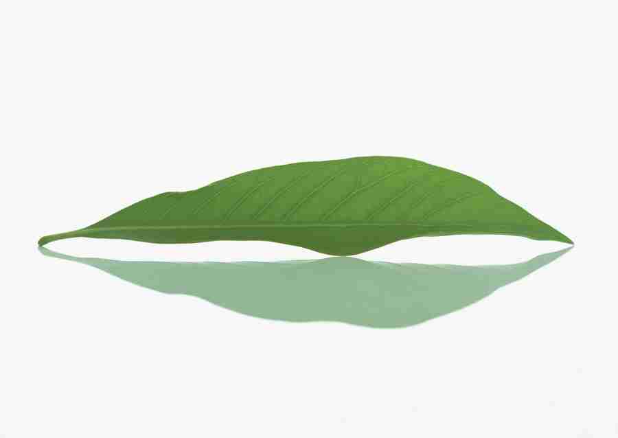 Foliage and Green Leaves - Datacraft Sozaijiten  ></a>
<script language=JavaScript> 
  var txt = 