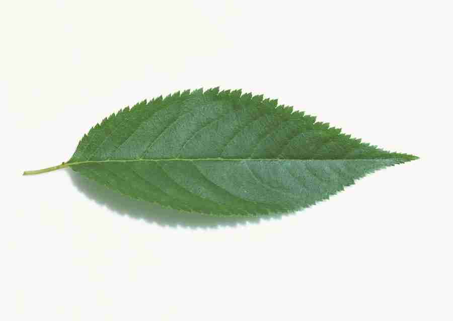 Foliage and Green Leaves - Datacraft Sozaijiten  ></a>
<script language=JavaScript> 
  var txt = 