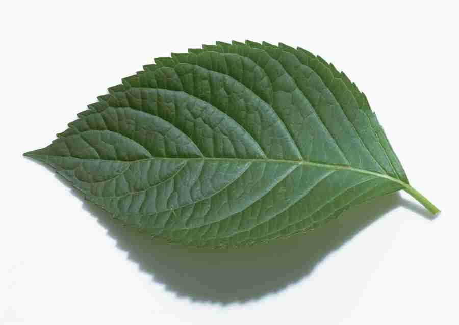 Foliage and Green Leaves - Datacraft Sozaijiten  ></a>
<script language=JavaScript> 
  var txt = 