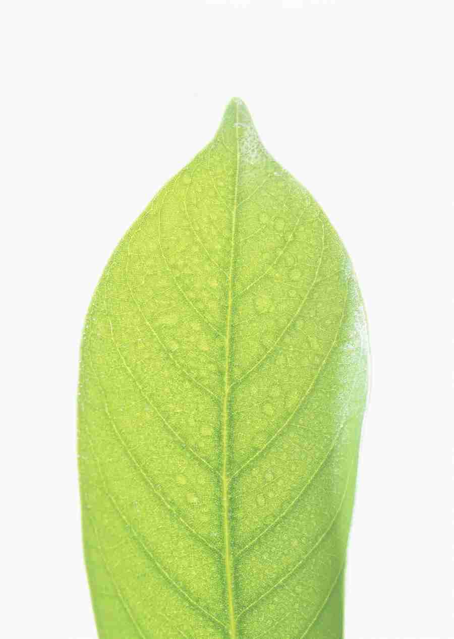 Foliage and Green Leaves - Datacraft Sozaijiten  ></a>
<script language=JavaScript> 
  var txt = 