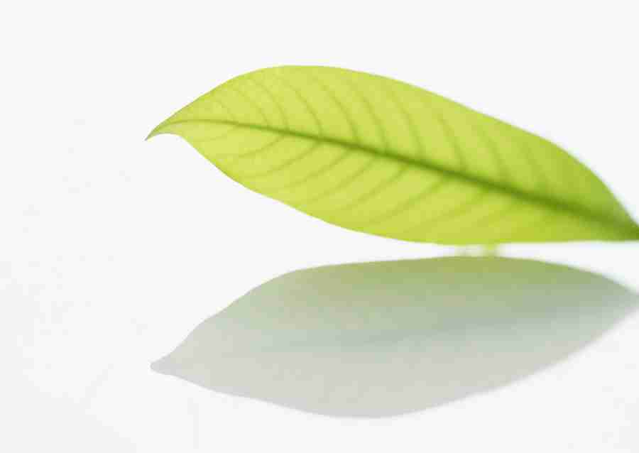 Foliage and Green Leaves - Datacraft Sozaijiten  ></a>
<script language=JavaScript> 
  var txt = 