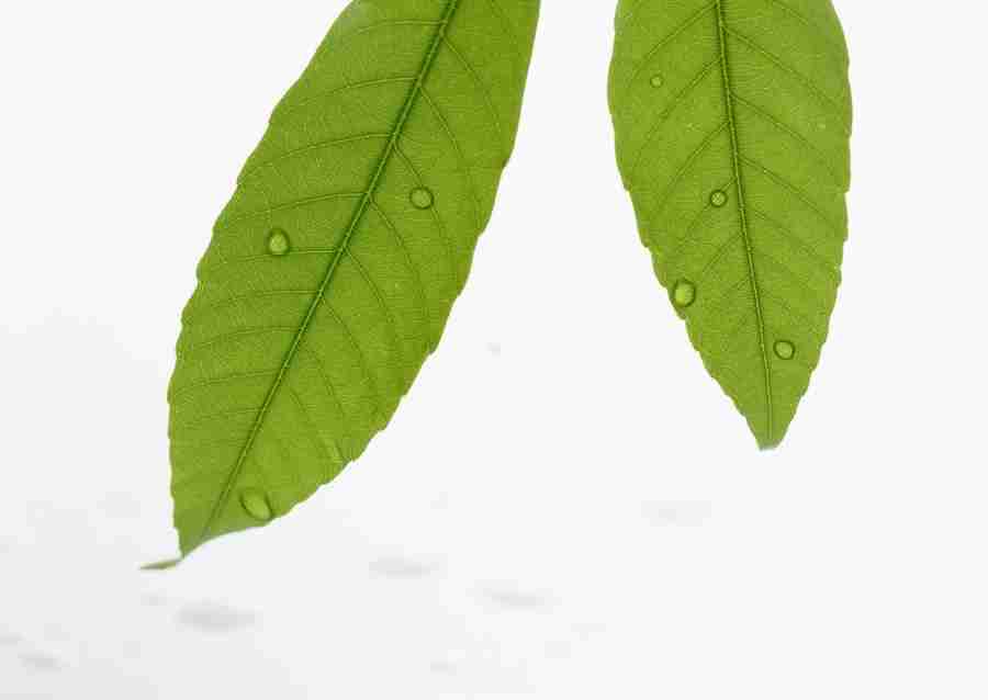 Foliage and Green Leaves - Datacraft Sozaijiten  ></a>
<script language=JavaScript> 
  var txt = 