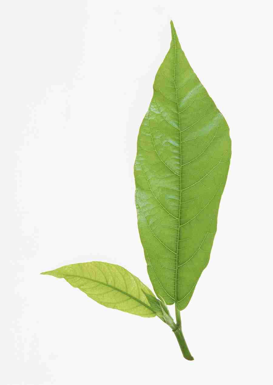 Foliage and Green Leaves - Datacraft Sozaijiten  ></a>
<script language=JavaScript> 
  var txt = 