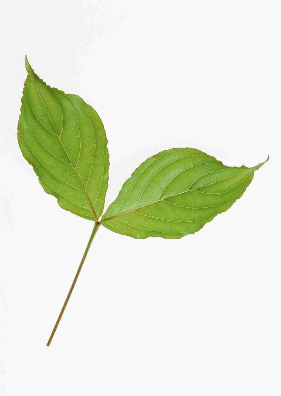 Foliage and Green Leaves - Datacraft Sozaijiten  ></a>
<script language=JavaScript> 
  var txt = 