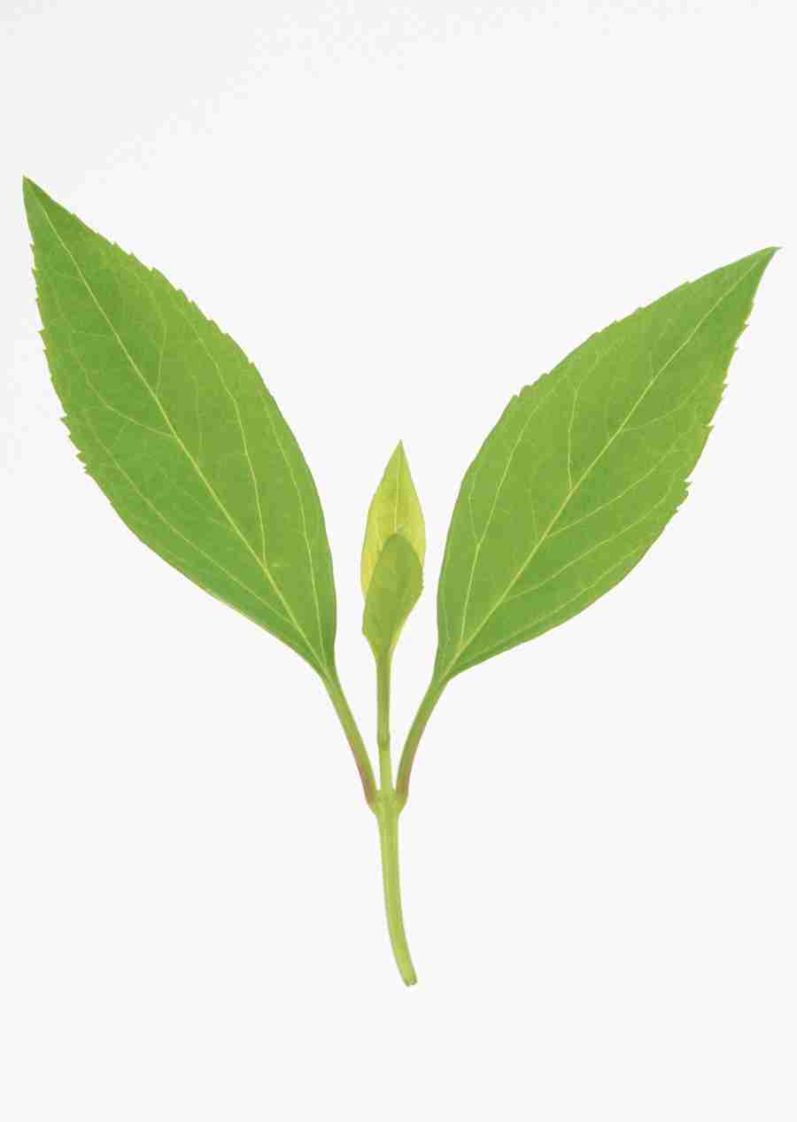 Foliage and Green Leaves - Datacraft Sozaijiten  ></a>
<script language=JavaScript> 
  var txt = 