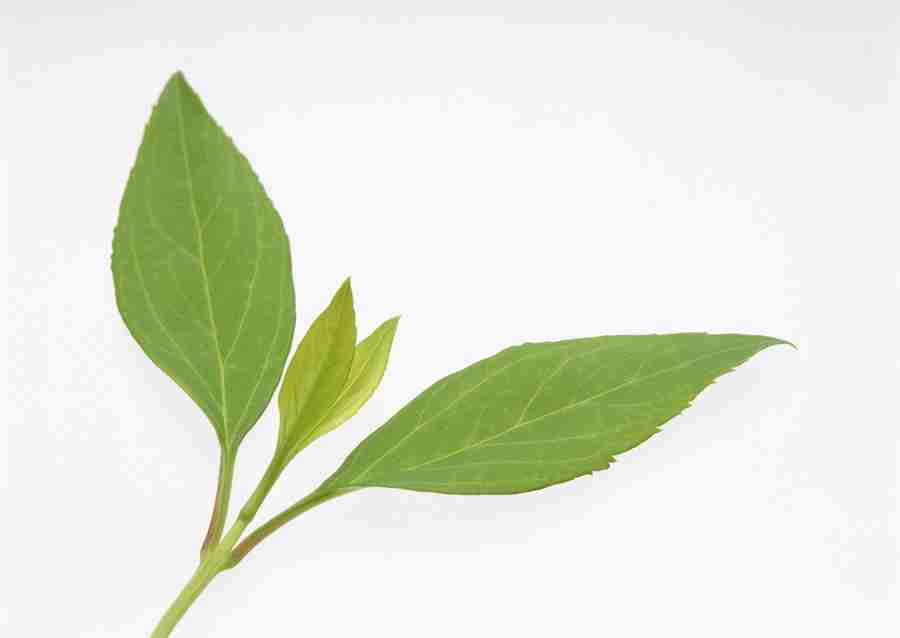 Foliage and Green Leaves - Datacraft Sozaijiten  ></a>
<script language=JavaScript> 
  var txt = 