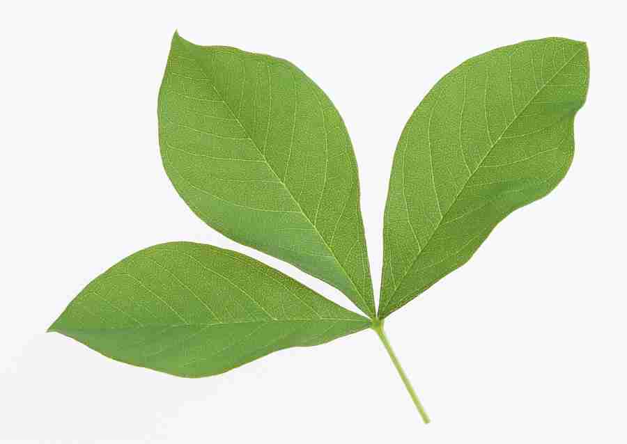 Foliage and Green Leaves - Datacraft Sozaijiten  ></a>
<script language=JavaScript> 
  var txt = 