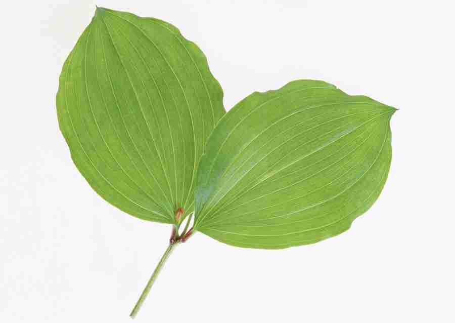 Foliage and Green Leaves - Datacraft Sozaijiten  ></a>
<script language=JavaScript> 
  var txt = 