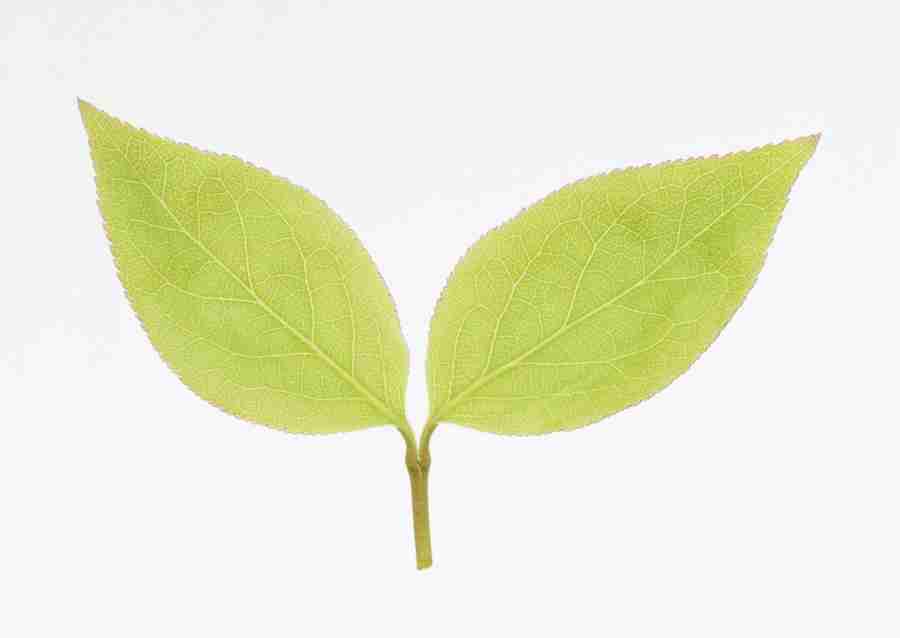 Foliage and Green Leaves - Datacraft Sozaijiten  ></a>
<script language=JavaScript> 
  var txt = 