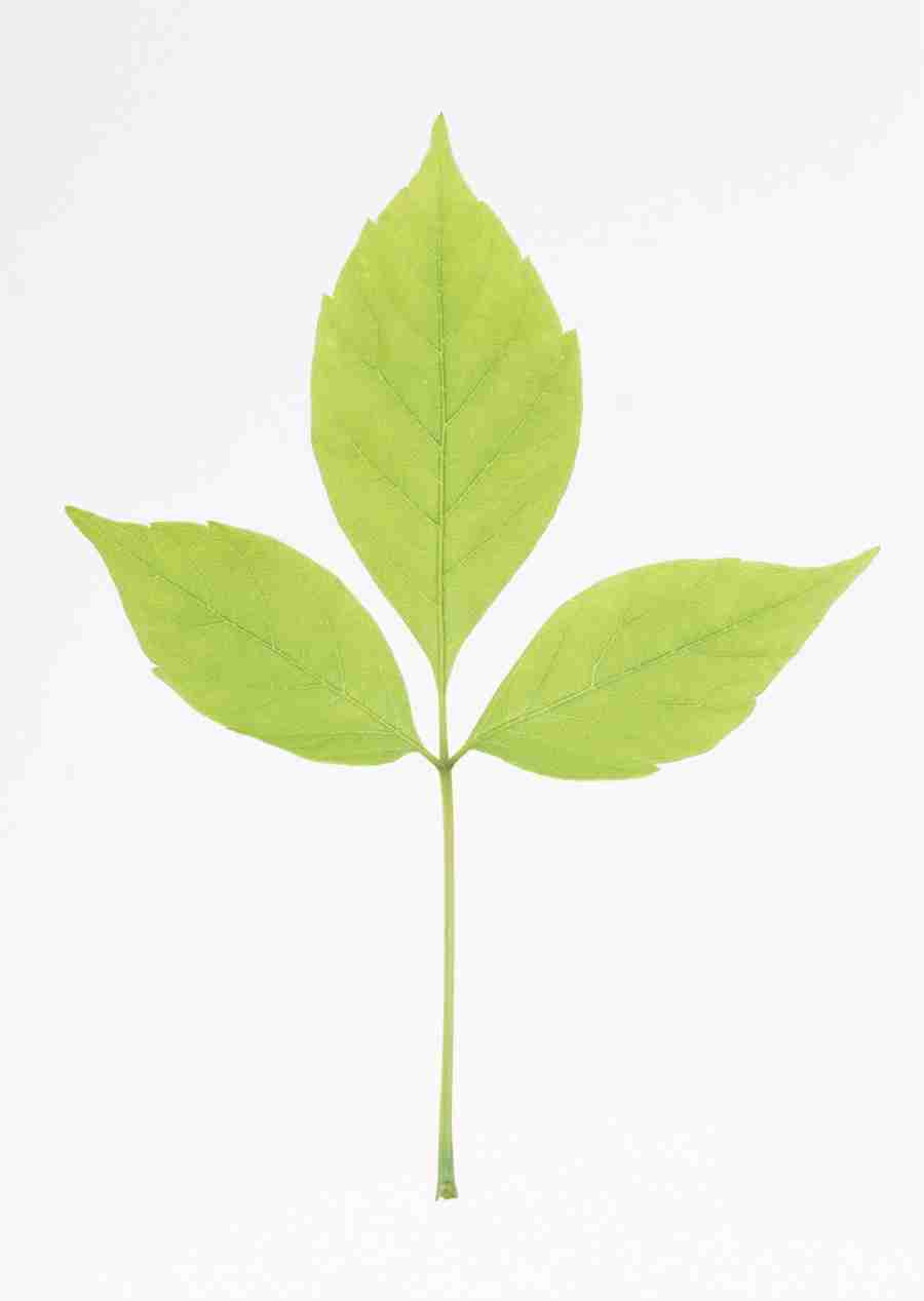 Foliage and Green Leaves - Datacraft Sozaijiten  ></a>
<script language=JavaScript> 
  var txt = 