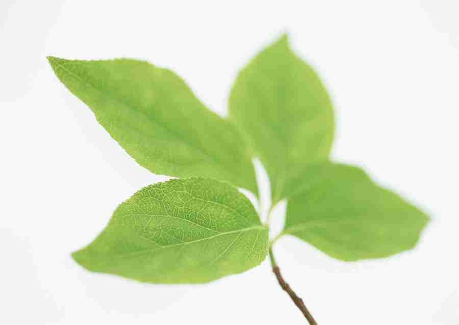 Foliage and Green Leaves - Datacraft Sozaijiten  ></a>
<script language=JavaScript> 
  var txt = 