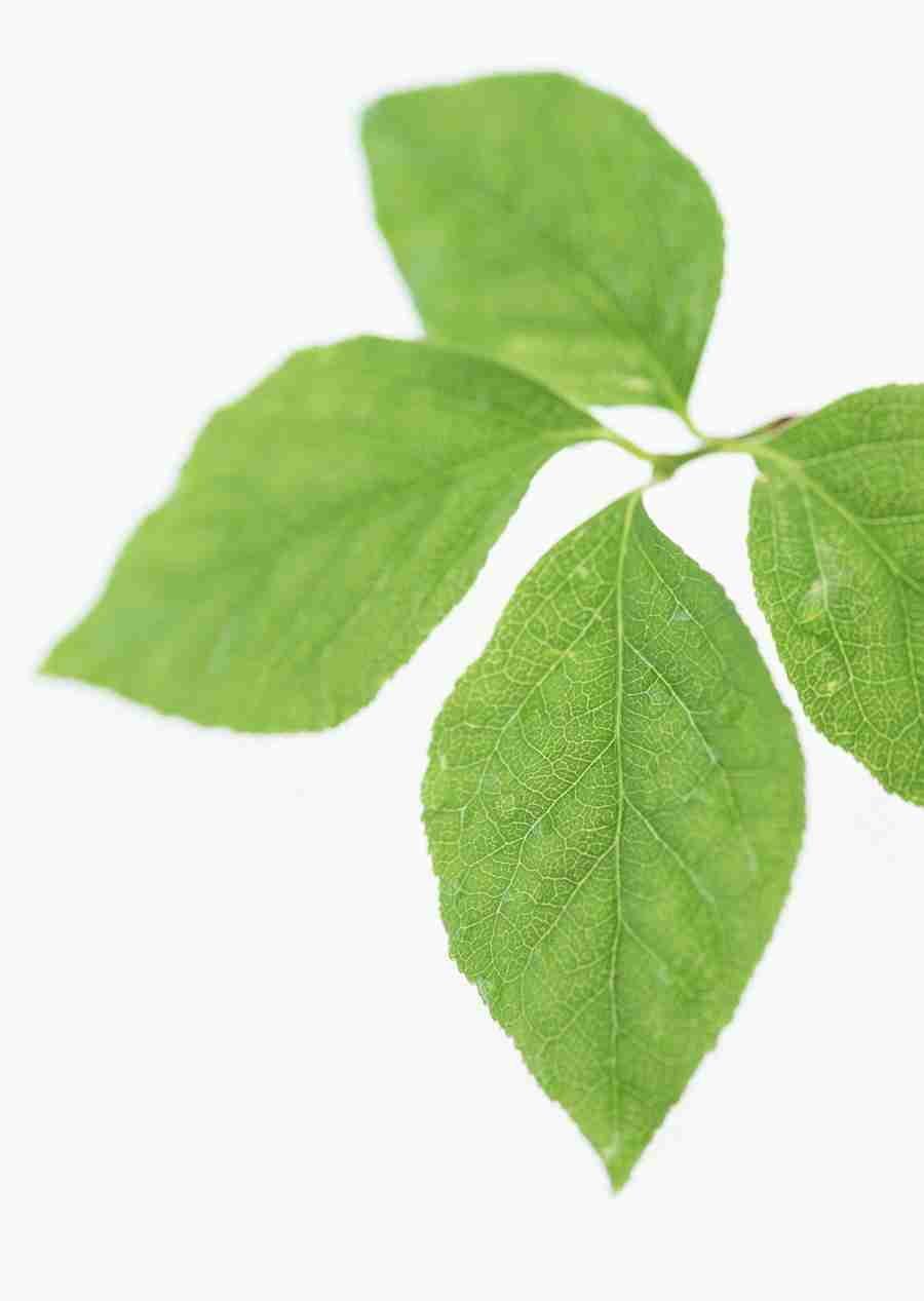 Foliage and Green Leaves - Datacraft Sozaijiten  ></a>
<script language=JavaScript> 
  var txt = 