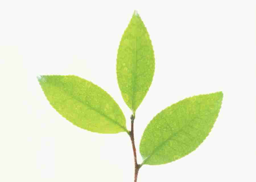 Foliage and Green Leaves - Datacraft Sozaijiten  ></a>
<script language=JavaScript> 
  var txt = 