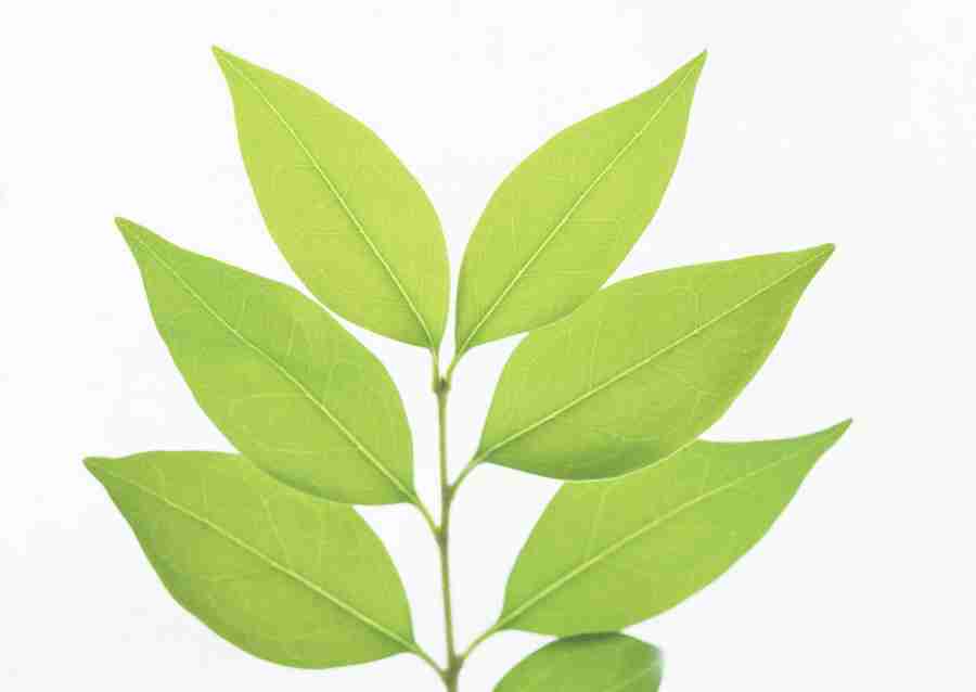 Foliage and Green Leaves - Datacraft Sozaijiten  ></a>
<script language=JavaScript> 
  var txt = 