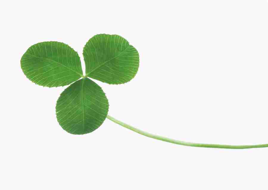 Foliage and Green Leaves - Datacraft Sozaijiten  ></a>
<script language=JavaScript> 
  var txt = 