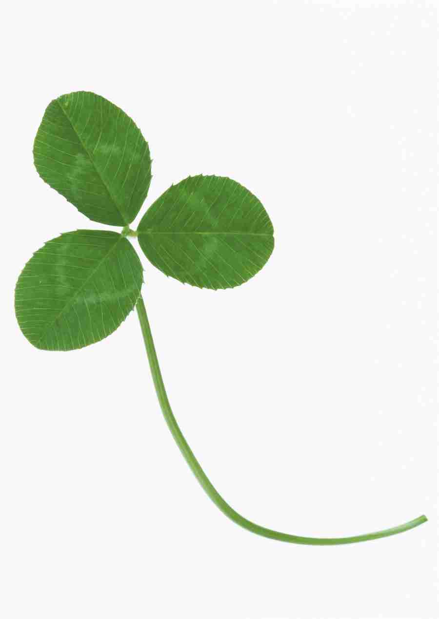 Foliage and Green Leaves - Datacraft Sozaijiten  ></a>
<script language=JavaScript> 
  var txt = 