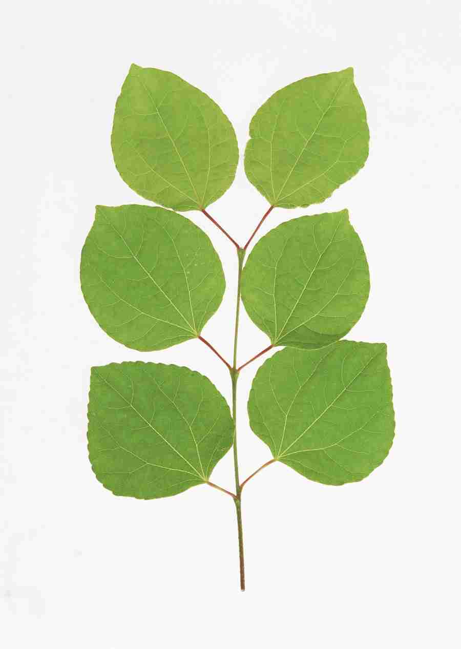 Foliage and Green Leaves - Datacraft Sozaijiten  ></a>
<script language=JavaScript> 
  var txt = 