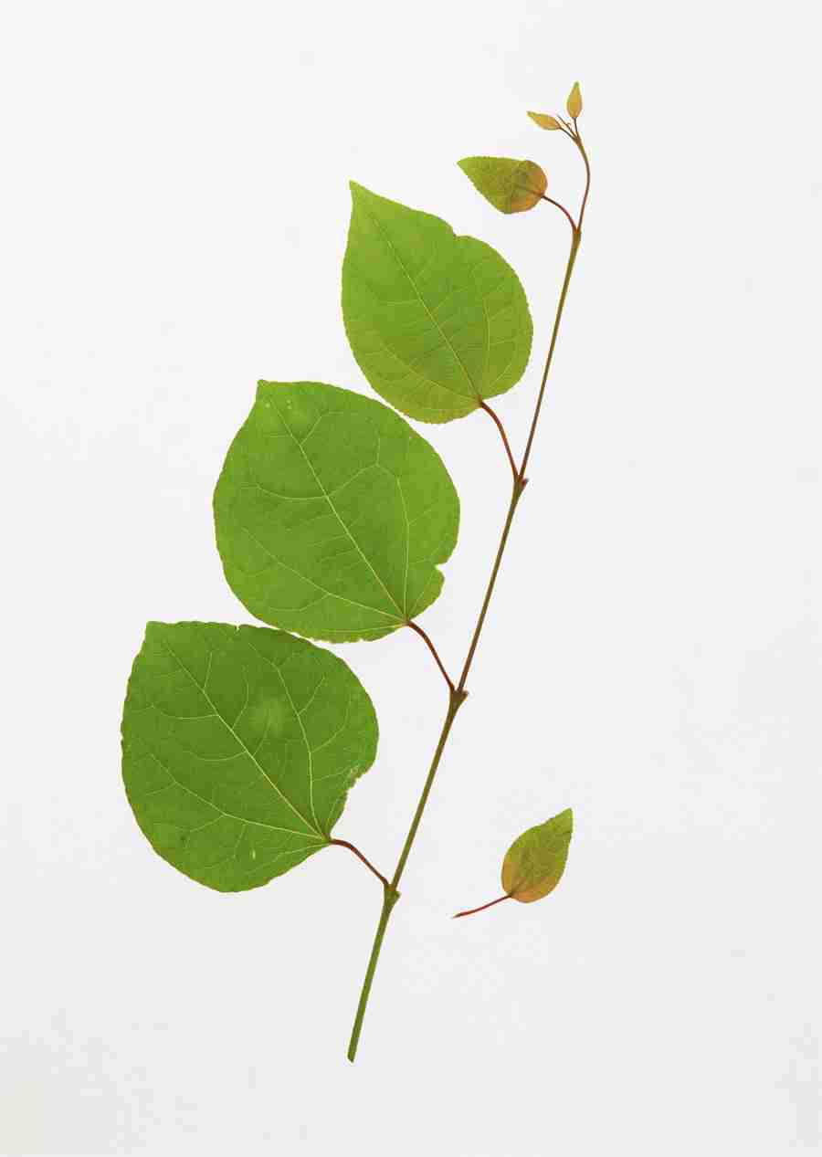 Foliage and Green Leaves - Datacraft Sozaijiten  ></a>
<script language=JavaScript> 
  var txt = 