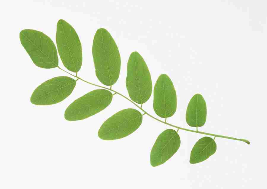 Foliage and Green Leaves - Datacraft Sozaijiten  ></a>
<script language=JavaScript> 
  var txt = 