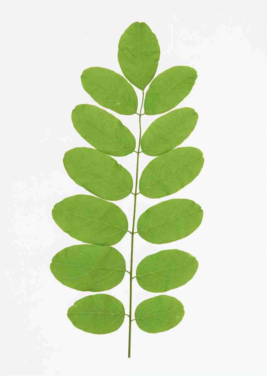 Foliage and Green Leaves - Datacraft Sozaijiten  ></a>
<script language=JavaScript> 
  var txt = 