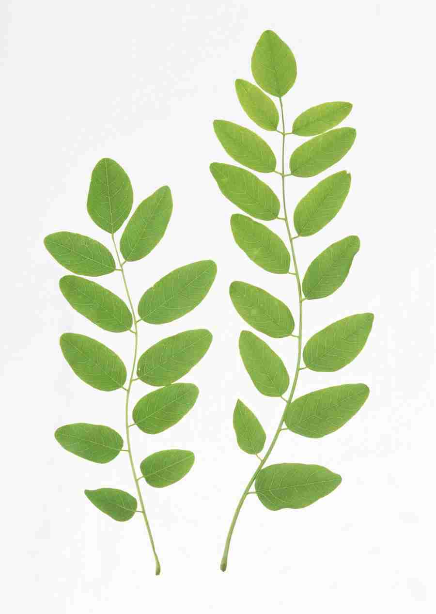 Foliage and Green Leaves - Datacraft Sozaijiten  ></a>
<script language=JavaScript> 
  var txt = 