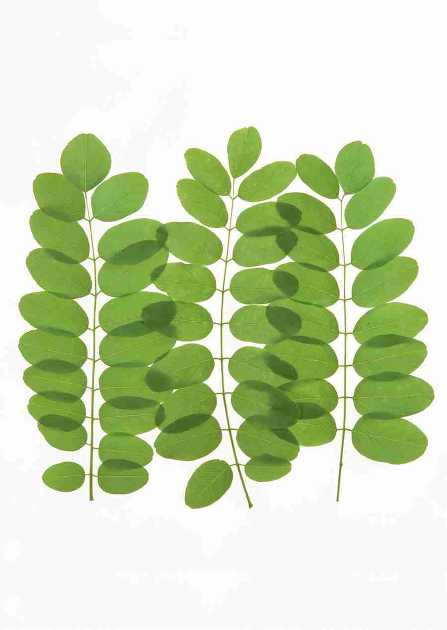 Foliage and Green Leaves - Datacraft Sozaijiten  ></a>
<script language=JavaScript> 
  var txt = 