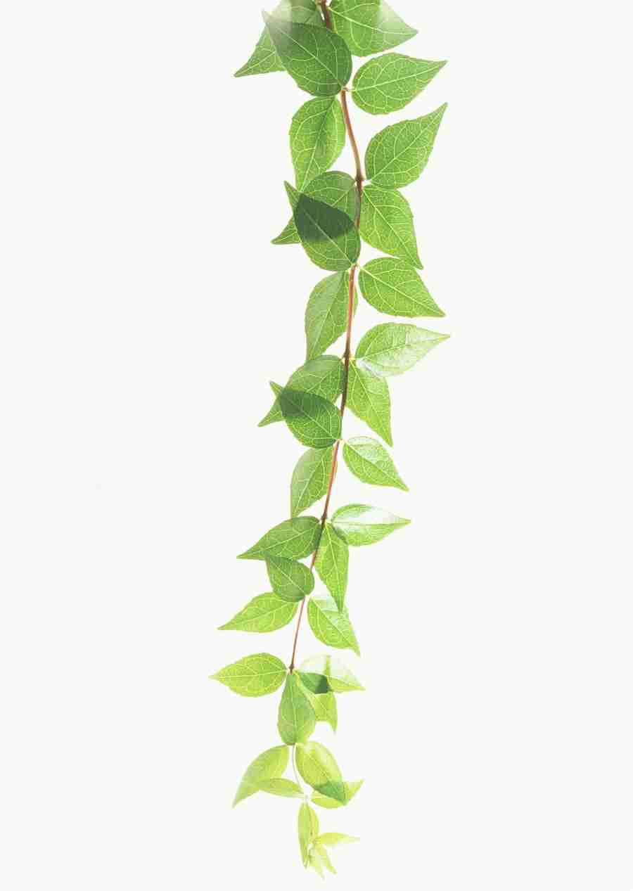 Foliage and Green Leaves - Datacraft Sozaijiten  ></a>
<script language=JavaScript> 
  var txt = 