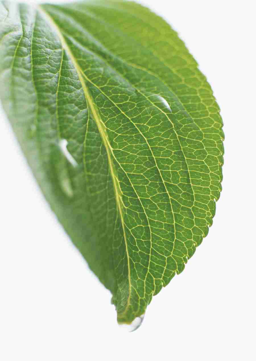 Foliage and Green Leaves - Datacraft Sozaijiten  ></a>
<script language=JavaScript> 
  var txt = 
