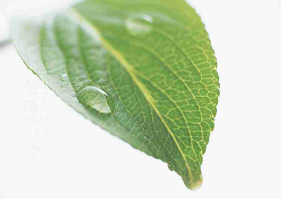 Foliage and Green Leaves - Datacraft Sozaijiten  ></a>
<script language=JavaScript> 
  var txt = 
