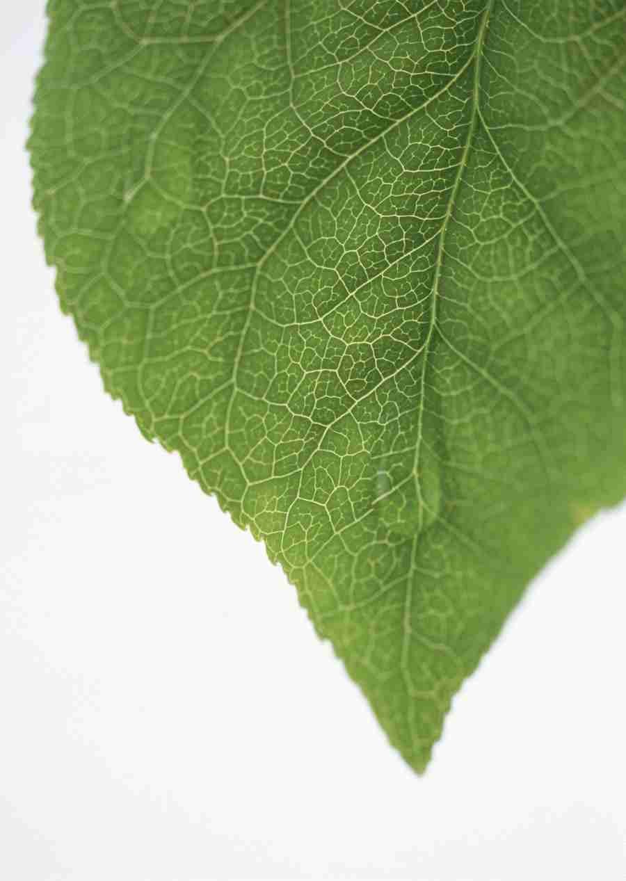 Foliage and Green Leaves - Datacraft Sozaijiten  ></a>
<script language=JavaScript> 
  var txt = 