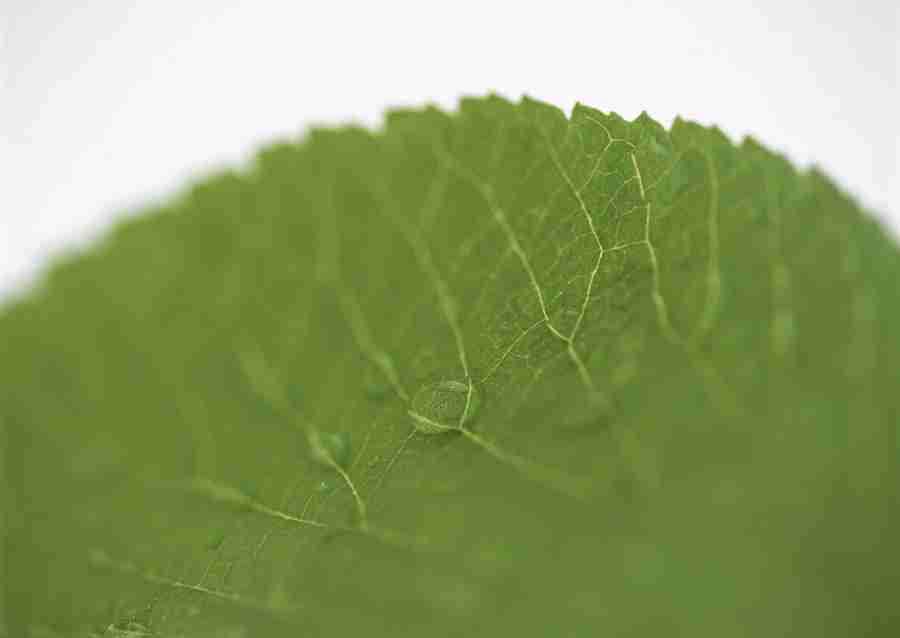 Foliage and Green Leaves - Datacraft Sozaijiten  ></a>
<script language=JavaScript> 
  var txt = 