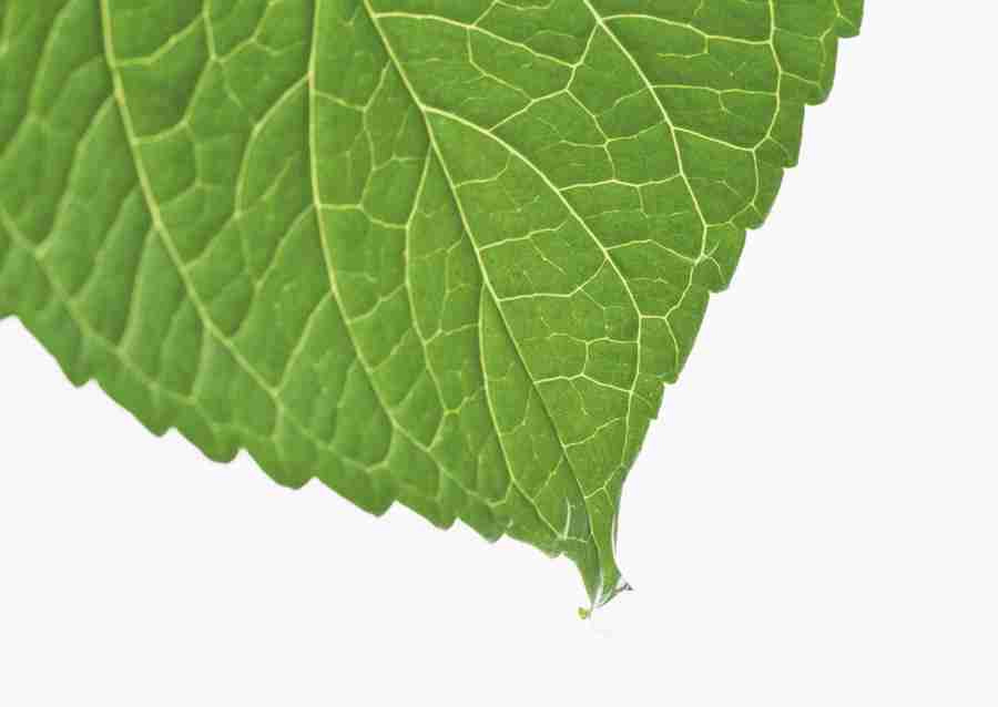 Foliage and Green Leaves - Datacraft Sozaijiten  ></a>
<script language=JavaScript> 
  var txt = 