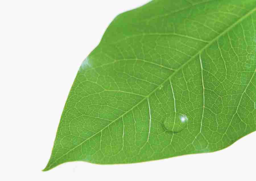 Foliage and Green Leaves - Datacraft Sozaijiten  ></a>
<script language=JavaScript> 
  var txt = 