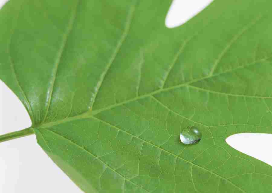 Foliage and Green Leaves - Datacraft Sozaijiten  ></a>
<script language=JavaScript> 
  var txt = 