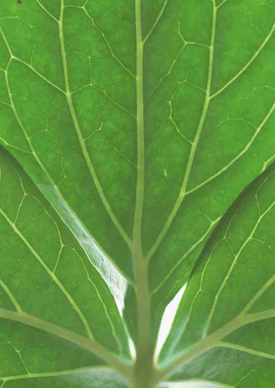 Foliage and Green Leaves - Datacraft Sozaijiten  ></a>
<script language=JavaScript> 
  var txt = 