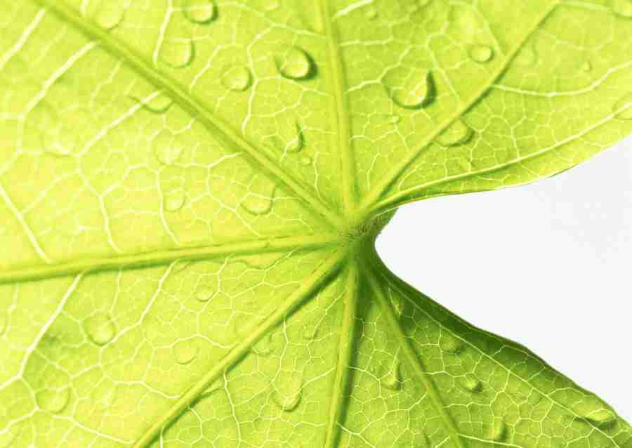 Foliage and Green Leaves - Datacraft Sozaijiten  ></a>
<script language=JavaScript> 
  var txt = 