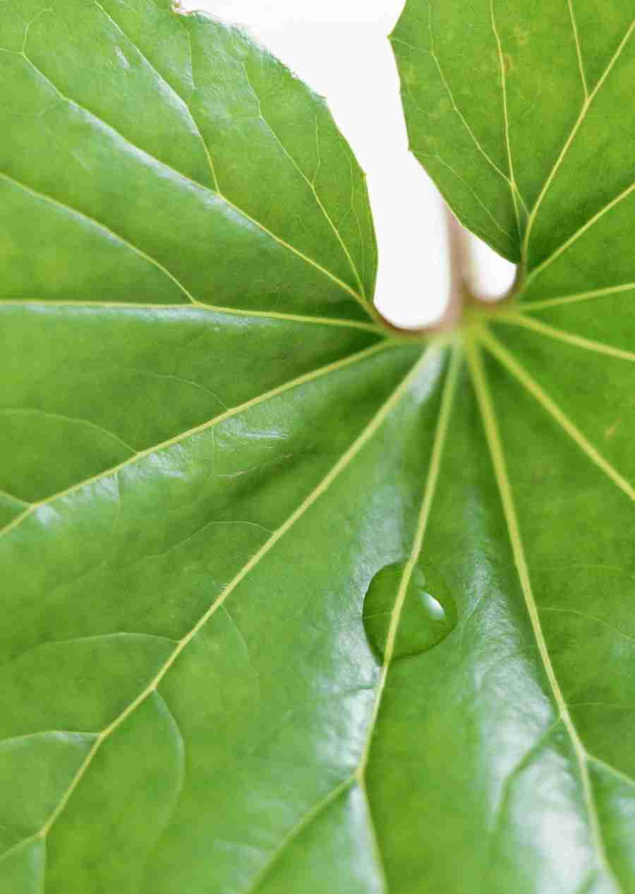 Foliage and Green Leaves - Datacraft Sozaijiten  ></a>
<script language=JavaScript> 
  var txt = 