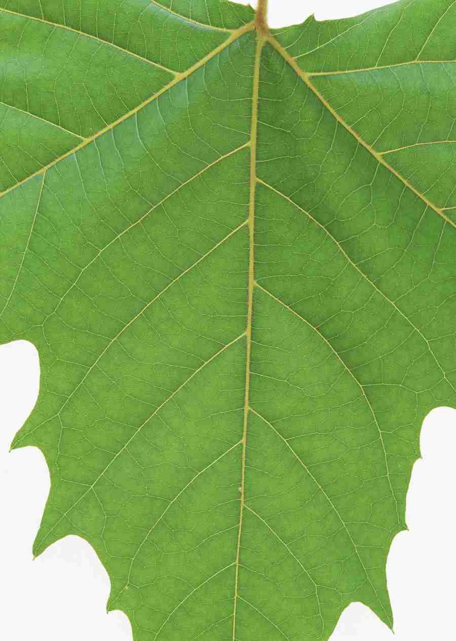Foliage and Green Leaves - Datacraft Sozaijiten  ></a>
<script language=JavaScript> 
  var txt = 