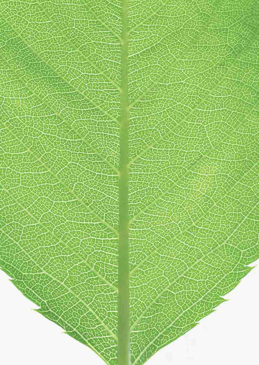 Foliage and Green Leaves - Datacraft Sozaijiten  ></a>
<script language=JavaScript> 
  var txt = 