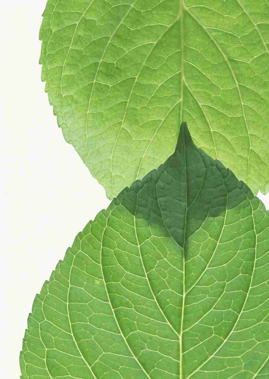 Foliage and Green Leaves - Datacraft Sozaijiten  ></a>
<script language=JavaScript> 
  var txt = 