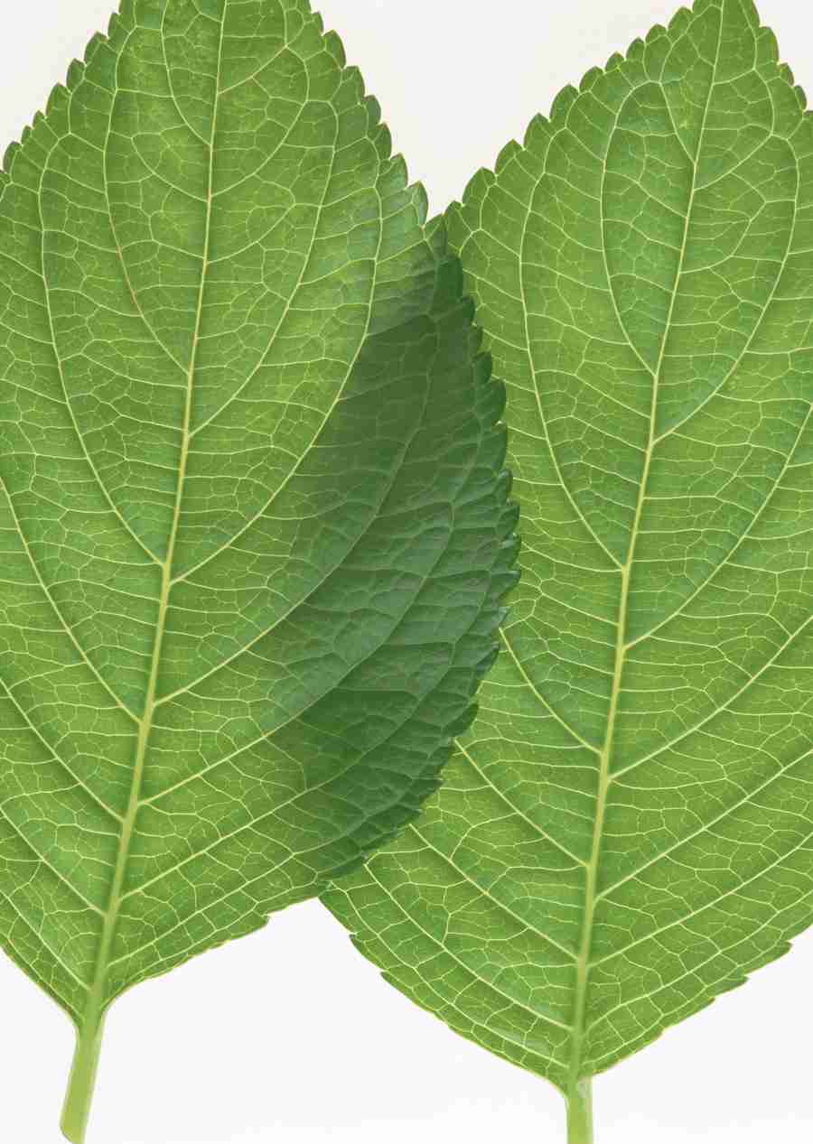 Foliage and Green Leaves - Datacraft Sozaijiten  ></a>
<script language=JavaScript> 
  var txt = 