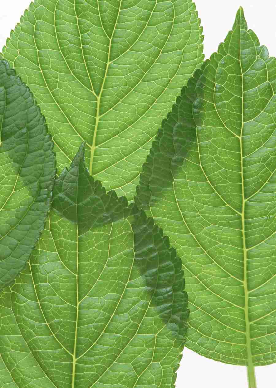 Foliage and Green Leaves - Datacraft Sozaijiten  ></a>
<script language=JavaScript> 
  var txt = 